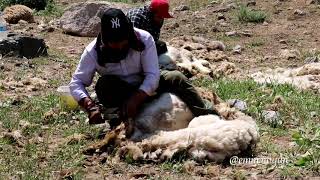 Cilo Buzullarında Yaylacılık / Koçerler Resimi