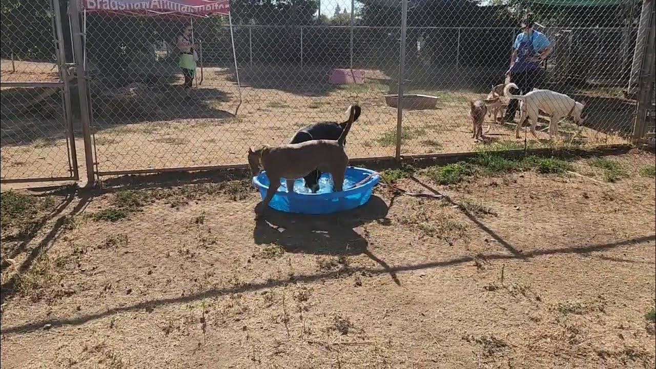 Avalon and Elmo, available to adopt, Bradshaw animal shelter