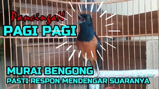 PANCINGAN PAGI PAGI, MURAI BENGONG PASTI RESPON MENDENGAR SUARANYA❗