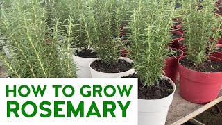 PAANO MAGTANIM NG ROSEMARY (How to Grow Rosemary) l @CarloTheFarmer