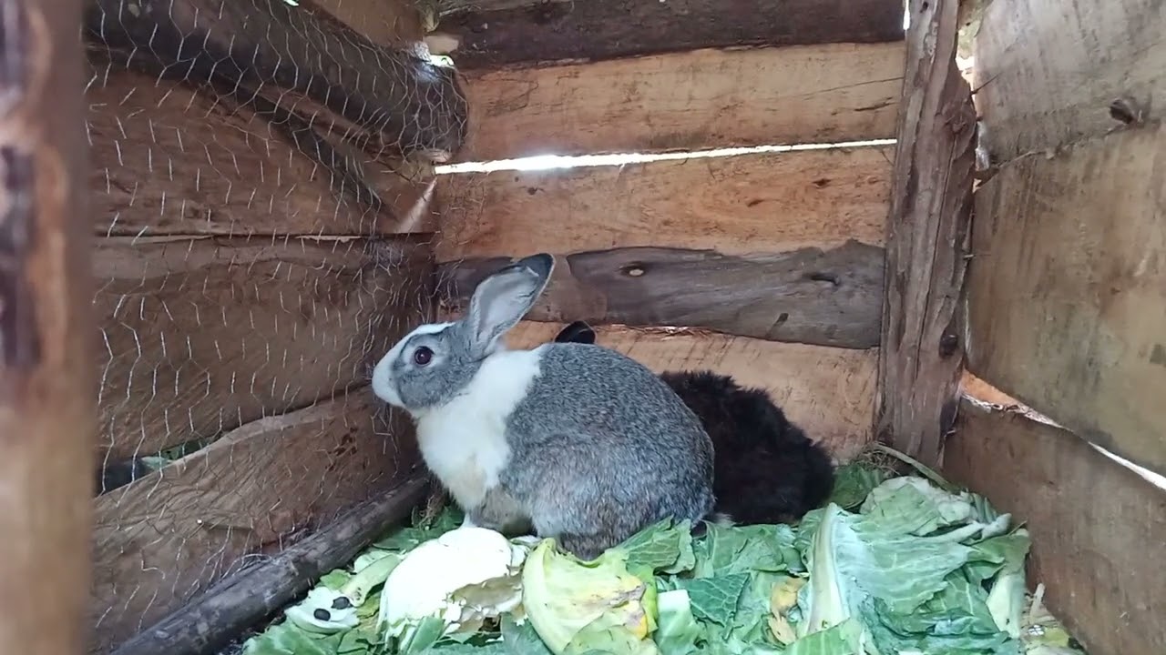 How to Time Subsequent Rabbit Mating