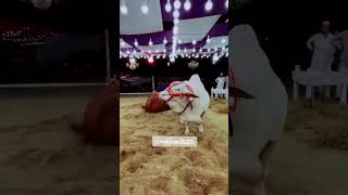 ead ul idha for 2026 com 4 lak