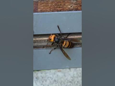 Giant Hornet Attacks: Chewing Through the Beehive Entrance Biology Diagrams