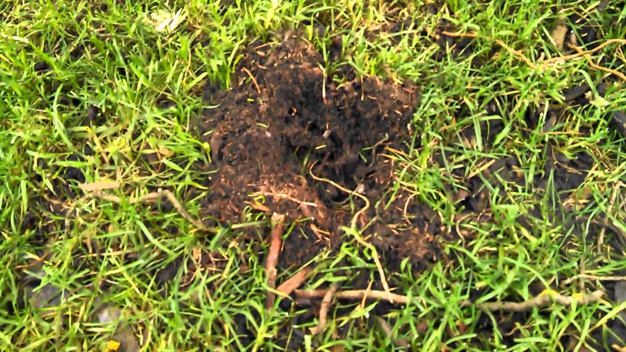 Raccoon Damage Is Often Confused For Gopher Or Mole Damage YouTube - 1920x1080 - jpeg Raccoon Holes In Lawn