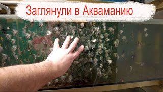 Заглянули в Акваманию by RussianAquariums 20,010 views 2 months ago 21 minutes