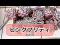 [多肉植物]春の収穫作業ピンクプリティ 丸刈り^_^葉挿しと次の仕込み