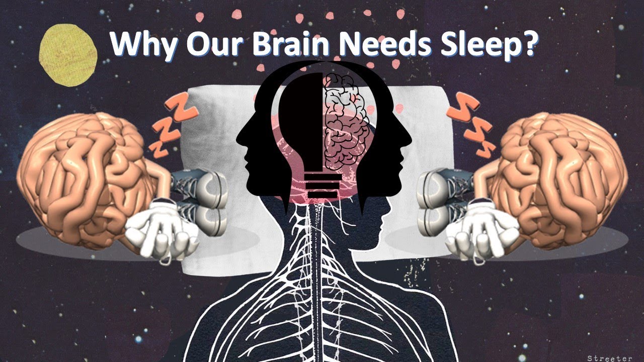 Sleeping brains