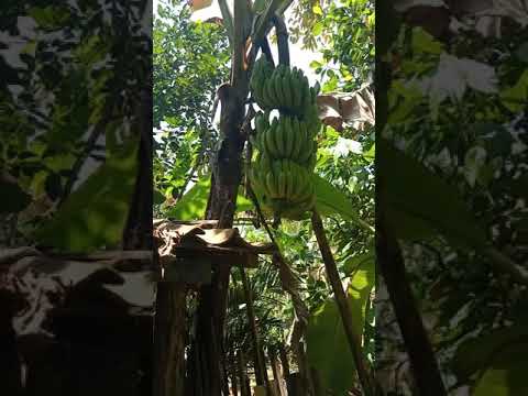 Perbedaan Suntik / injeks Ontong || Dan Sunat Ontong #Shorts
