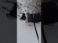 winter winter winter Fonzi ☃️ 🐕 fun