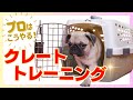 【クレートトレーニング】大好きで居心地のいい場所にするために！【ハウス】【犬 しつけ】