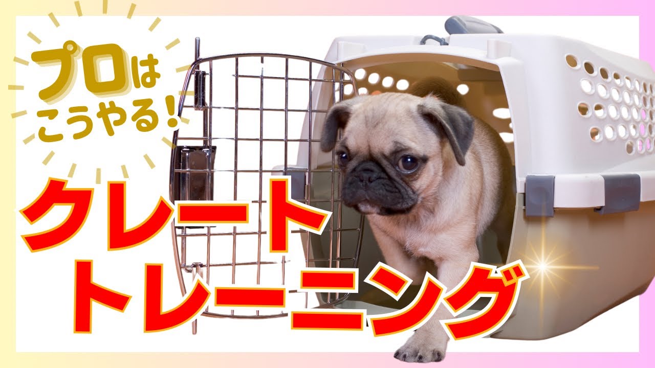 【クレートトレーニング】大好きで居心地のいい場所にするために！【ハウス】【犬 しつけ】
