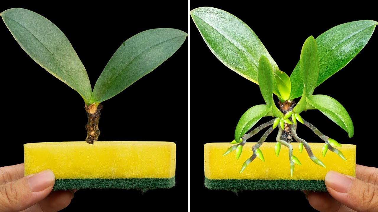 Place a sponge at the base, the Rootless Orchid revives instantly and blooms