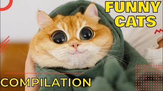 Funny cat fails, try not to laugh  Funny cat videos