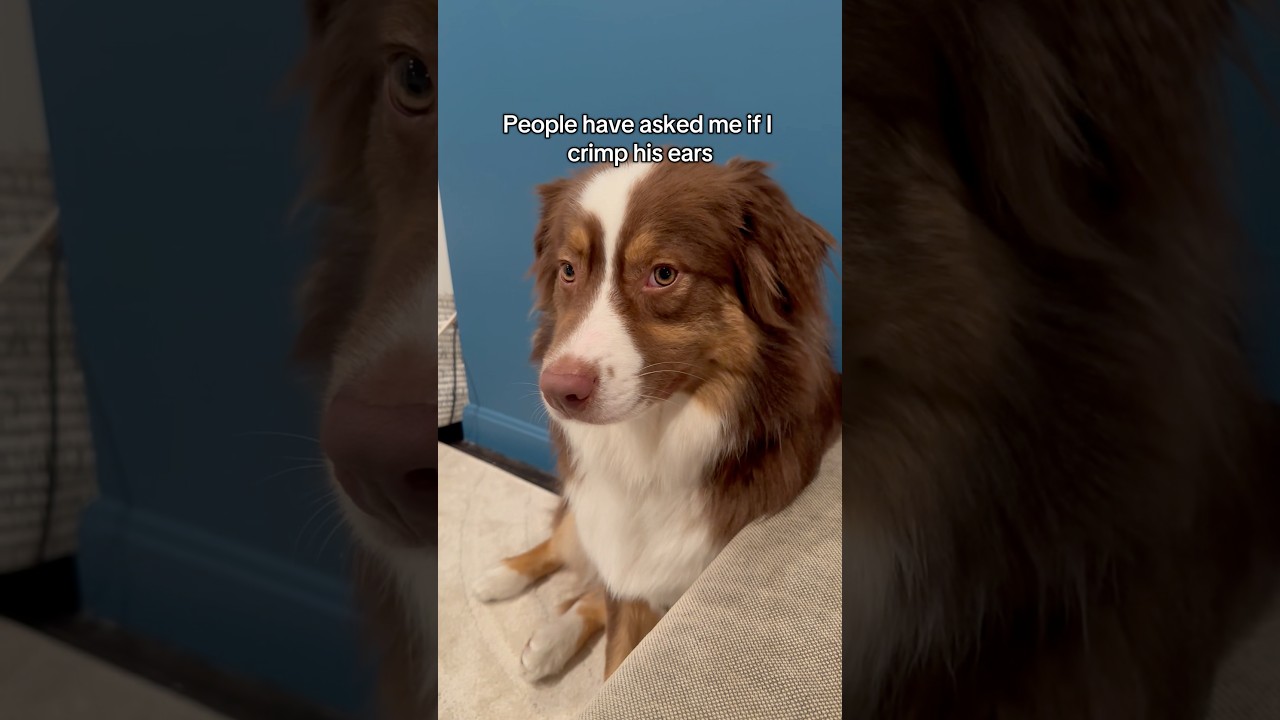 His fur just naturally grows frizzy around his ears 🥹 