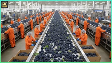 Inside a Modern Black Grape Processing Plant: From Fresh Grapes to Premium Juice - Full Process