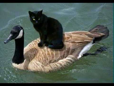 ???? Extraordinary adventures! ???? Compilation of funny animal videos for a good mood! ????