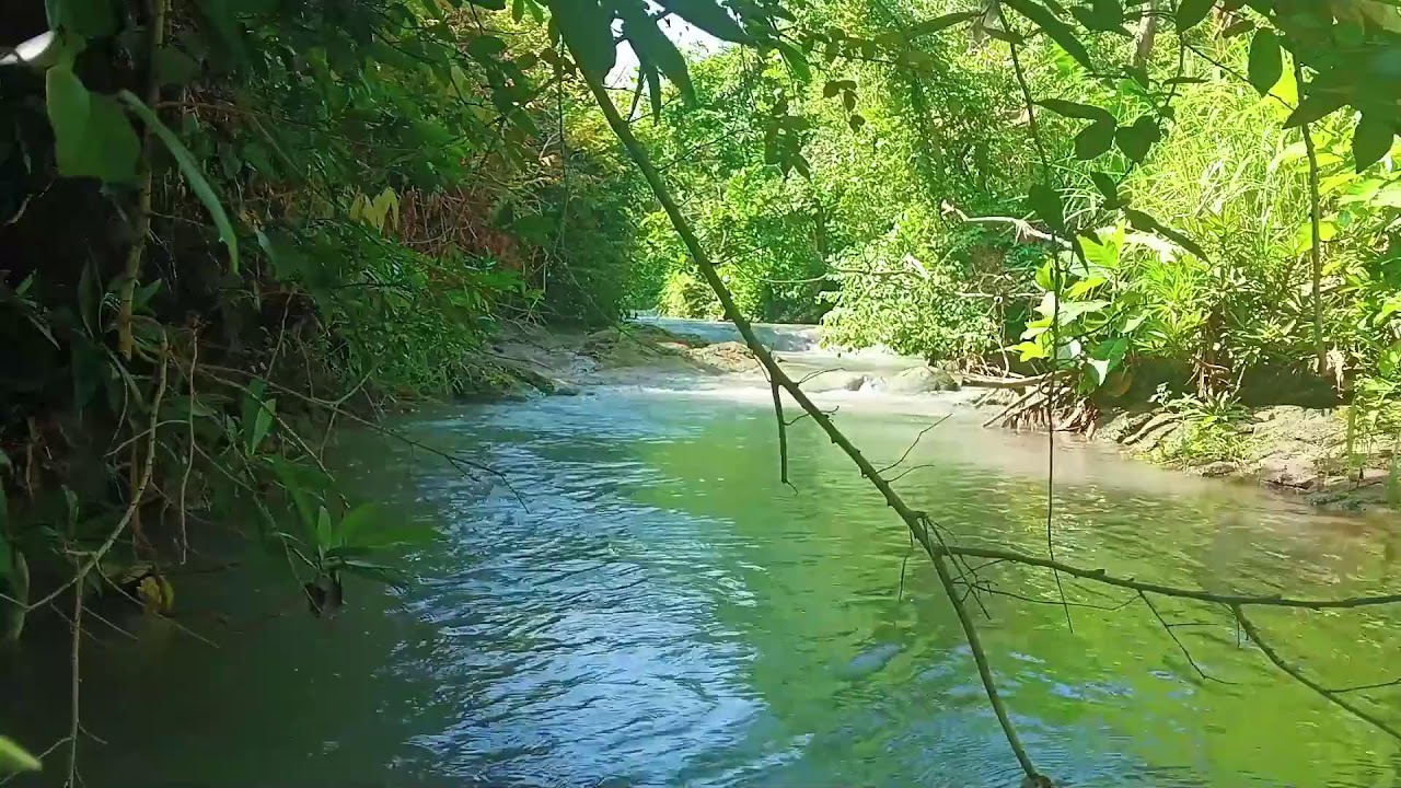 Water Sounds for Sleep or Focus | Gentle Forest River Flow & Stream Ambience