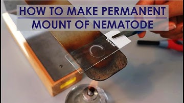 PERMANENT MOUNT OF FIXED NEMATODES