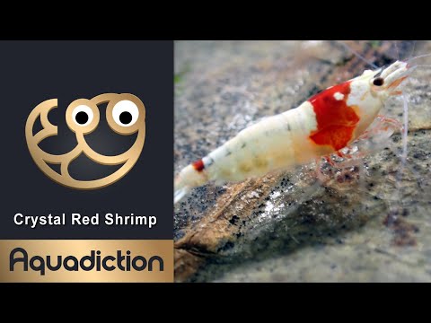 Crystal Red Shrimp Thumbnail