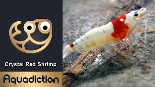 Crystal Red Shrimp Thumbnail