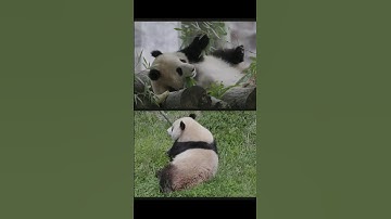 Two Pandas Headed to Smithsonian Zoo From China