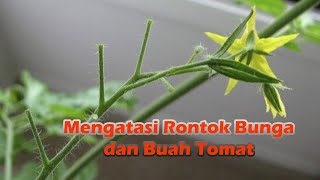 Cara Mengatasi Rontok Bunga dan Buah Tomat