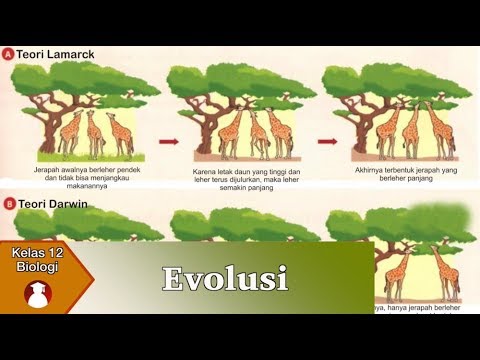 Kelas 12 - Biologi - Evolusi | Video Pendidikan Indonesia