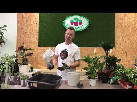 Video: Spathiphyllum: Oskrba Na Domu