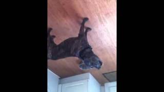 Staffy Doing Some Talking