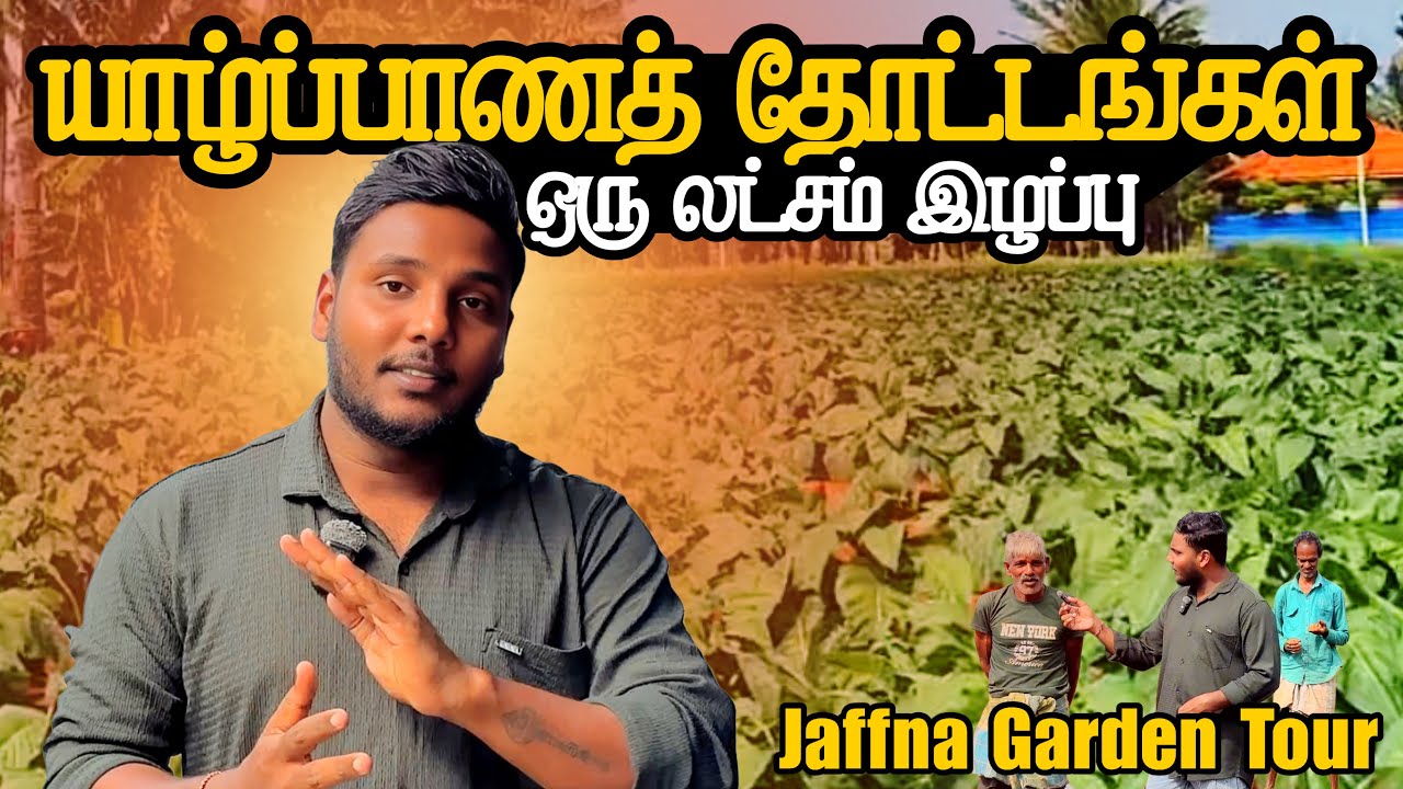 ஒரு லட்சம் இழப்பு🥹 | யாழ்ப்பாணத் தோட்டங்களைச் சுற்றிப் பார்ப்போமா? | Jaffna Garden Tour | Pavanee