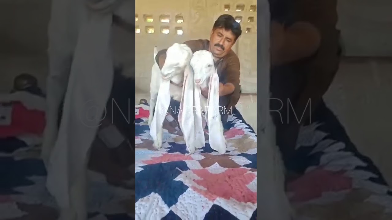 World Longest Ear Top Class Gulabi Goats Kids