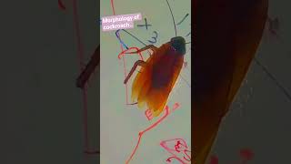 cockroach class 11 neet #### morphology #biology #nee #neet