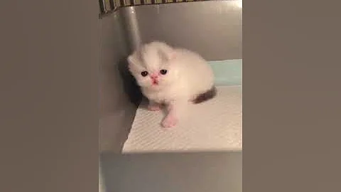 Watch the video about Kitten Time Lapse || 3 weeks - 3 months