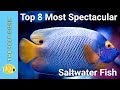 Top 8 Most Spectacular Marine Fish