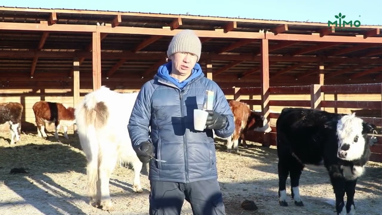 1кг Үхрийн махыг хамгийн багадаа монгол мөнгөөр 1 сая төгрөгний үнэд хүргэж борлуулдаг