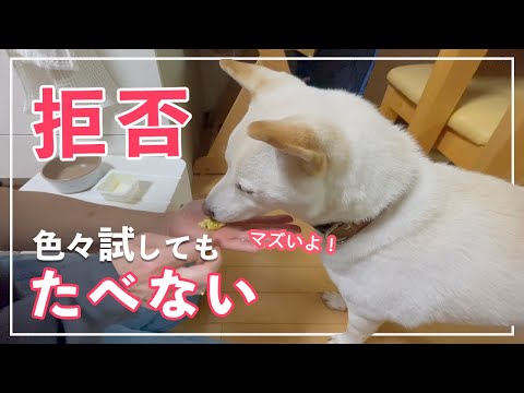 【下痢3日目】 柴犬が下痢止め拒否!飲ませる方法を模索!!