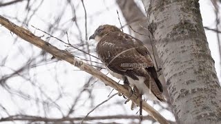 Midwest winters changing the ancient sport of falconry