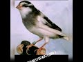 Suara Kenari Ngerol Panjang Jernih Pas Buat Masteran Burung Kicau Mania Mp3 - Mp4 Download