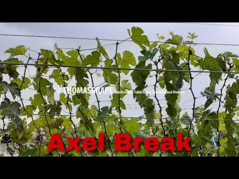 Video: Apa itu bud break pada anggur?