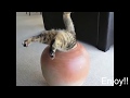 Funny fat cats  compilation