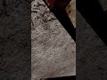 GRENADE FAIL -STALKER GAMMA #stalkeranomaly #stalkergamma #stalker2 #stalker #anomaly #gamma #gaming