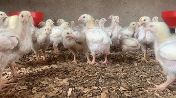 10 reasons why your chicken are not growing | how to grow Broiler chicken fast and big broiler