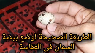 الطريقة الصحيحة لوضع بيض السمان في الفقاسة.