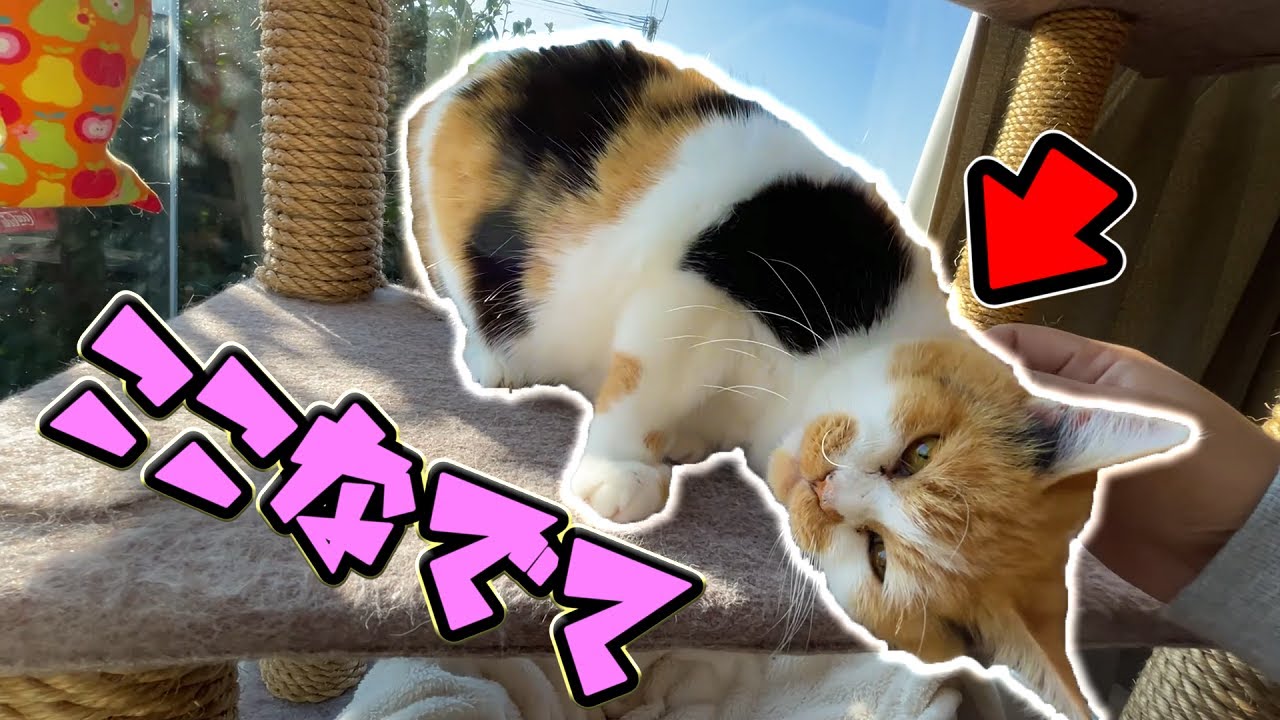 撫でる場所を指定してくる三毛猫まりも Youtube