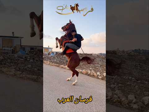 فرسان لبنان والعرب ماشاءالله فرس خيل حصان خيالة فرسان Horse Cheval Brazil العراق مصر