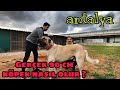 DEV KÖPEK ÖLÇÜLERİ NEDİR ? DURMUŞ ERBİL İLE SOHBET #antalya #giantdogs #bigdogs