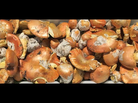 Video: Kuinka Tunnistaa Caesar-sieni Tai Amanita Caesarea