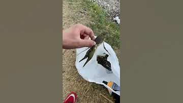 Челябинская область, ныряли за раками