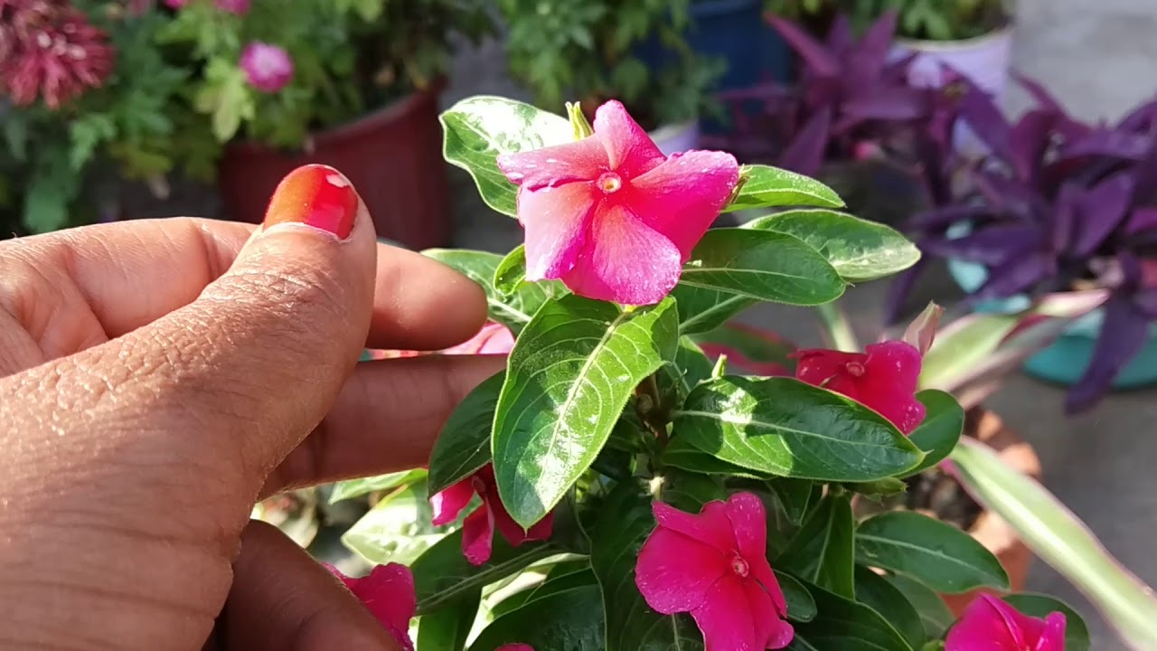 Summer me vinca plant ki care kare es tarah nahi marega plant