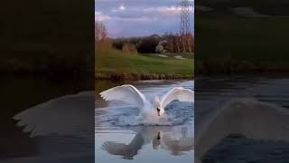 Мягкая посадка лебедя на воду